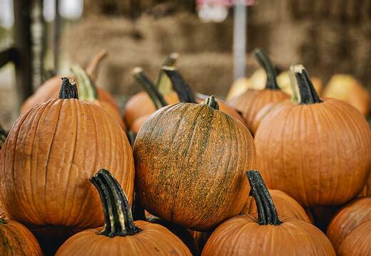 A crate of pumpkins at a farm stand