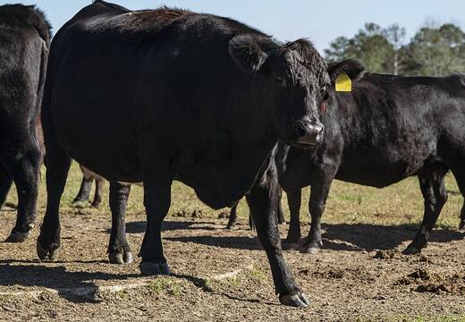 Cattle out on pasture