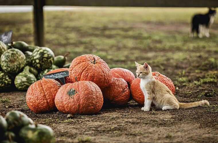 Pumpkins and gourds laid out in the field for picking