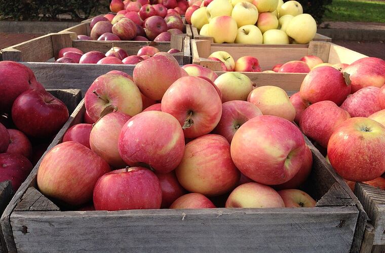 Crates of apples on the farm stand