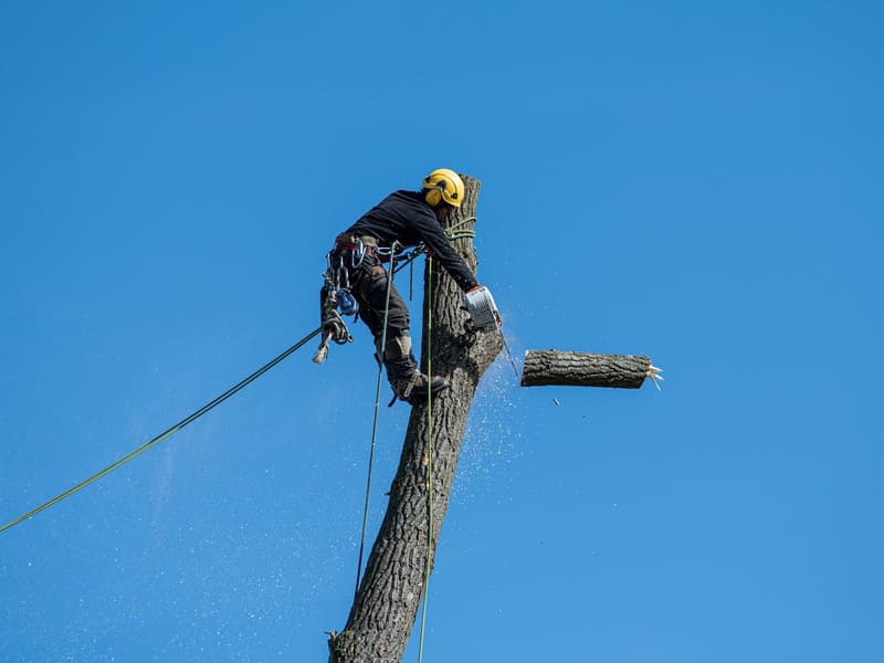 A climber roped high up a bare trunk