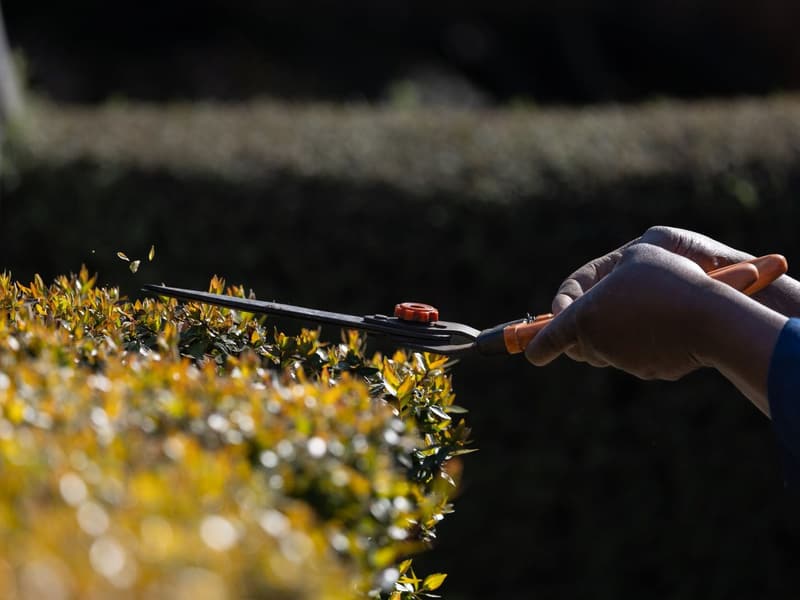 Hedge being trimmed back to a clean line